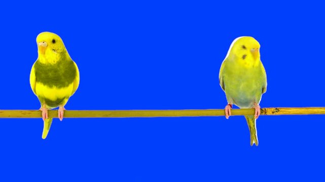 Two parrots against a chroma key background