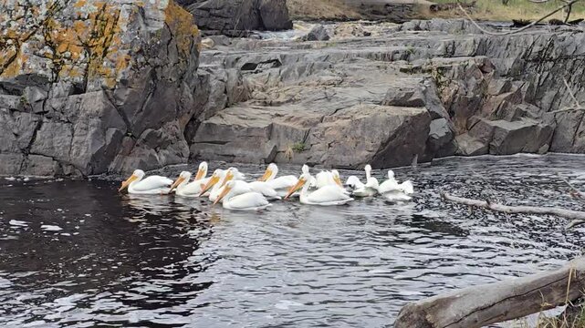 Pelican fishing