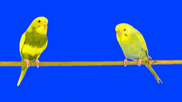 Two parrots against a chroma key background