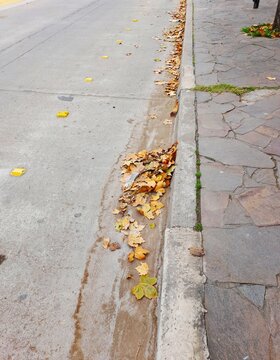 Hojas secas de oto&ntilde;o acumuladas en el cord&oacute;n de la calle urbana obstruyen las bocas de desag&uuml;e pluvial por falta de limpieza. La escena muestra suciedad y residuos naturales junto a la vereda urbana.