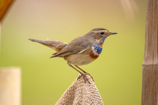 Blue throat Bird with a blue and red neck stands on a brown cloth. The bird is looking at the camera. Close up portrait shot of Bluethroat bird