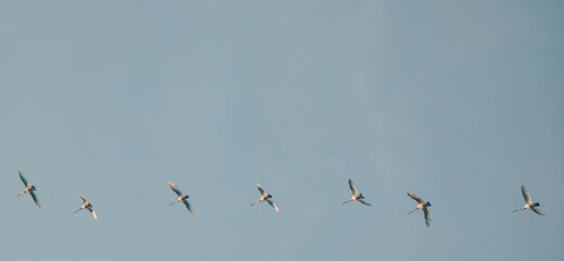 A flock of migrating geese under the clear blue sky in Europe © Антонина Шатревич