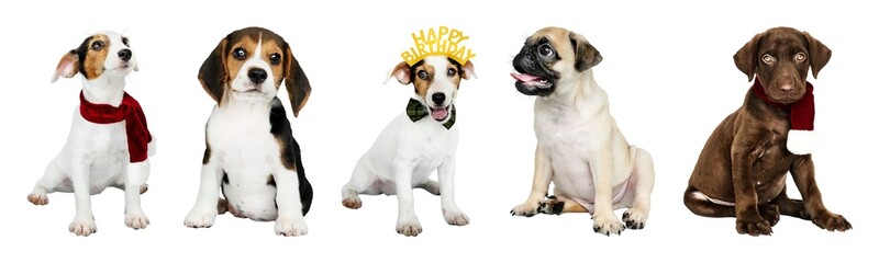 Adorable puppies celebrating birthdays element set isolated on white © Rawpixel.com