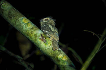 Obraz premium Srilankan Frog mouth perches still on mossy branch. Dark forest background enhances creature's quiet vigilance. Fur and feathers blend with bark, revealing camouflage.