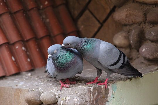 Two feral pigeons perching together on an urban rooftop ledge. Moment of tenderness between a pair of pigeons