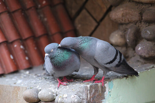 Two feral pigeons perching together on an urban rooftop ledge. Moment of tenderness between a pair of pigeons