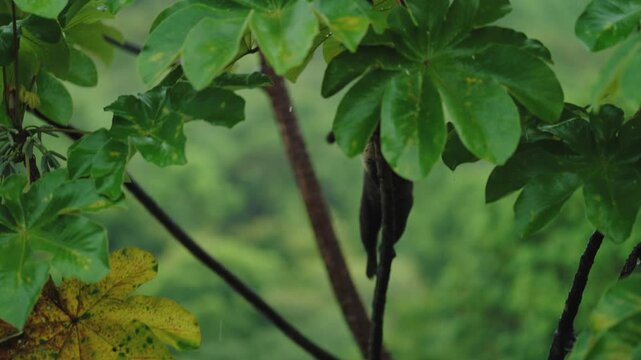 A white-nosed coati climbing and clinging to a slender tree branch amidst the rainy rainforest of Costa Rica.