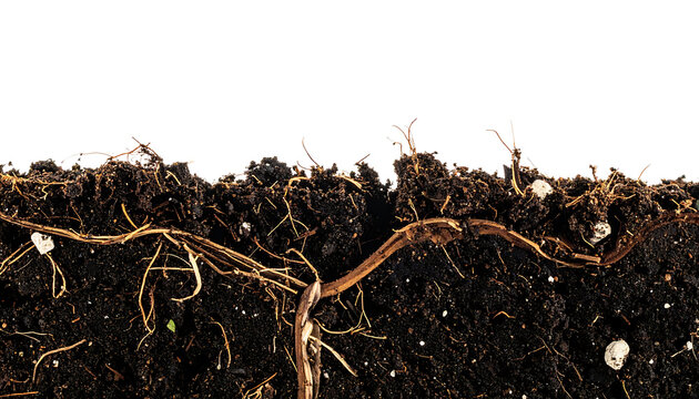 Cross section of dark soil with visible plant roots spreading underground, against a white background