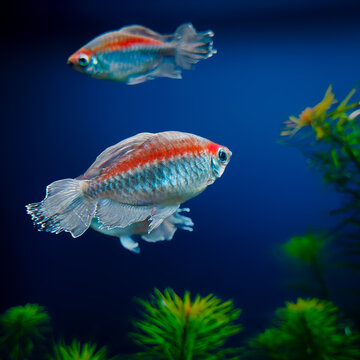 Beautiful Congo Tetra Fish in Aquarium