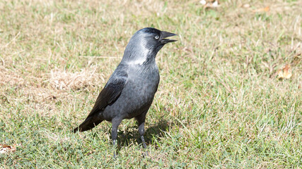 Obraz premium crow on the grass