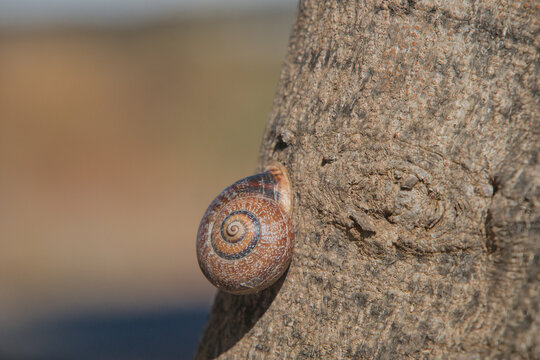 snail clinging to a tree trunk, hibernating