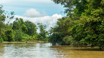 Serene view of a tropical river surrounded by lush green jungle vegetation and dense trees under a bright sky with white clouds. © RRestrepo