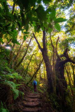 &Ouml;kologischer Tourismus im Wald El Cedro auf La Gomera