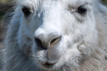 Obraz premium White llama looking straight at camera with shaggy fur