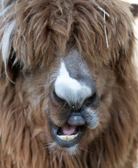 Obraz premium Alpaca chewing hay with funny mouth expression