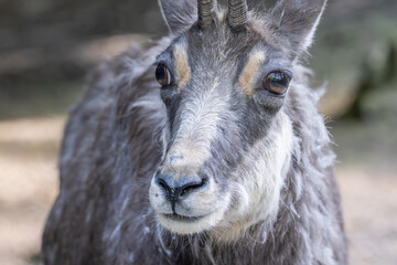 Fototapeta premium Goral looking at viewer in public animal park