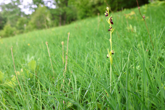 Wild fly orchid (Ophrys insectifera) growing wild among grass and meadow plants, showing the flower in its natural habitat, Val-d&rsquo;Oise, France