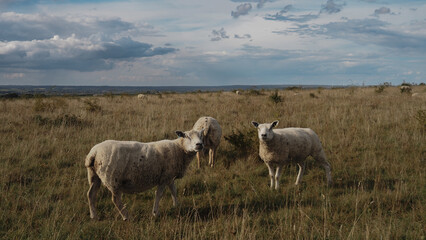 Fototapeta premium sheep in the field