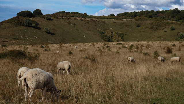 sheep on a meadow