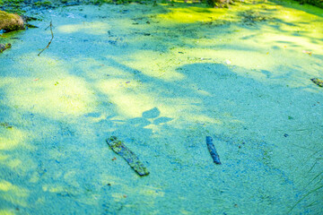 Mysterious dangerous swamp covered in thick green duckweed layer, stagnant toxic water concealing...