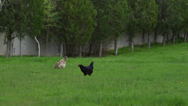 Black and white hens and a black rooster wander across a grassy field, pecking at food. A domestic breed of free-range chicken. High quality FullHD footage