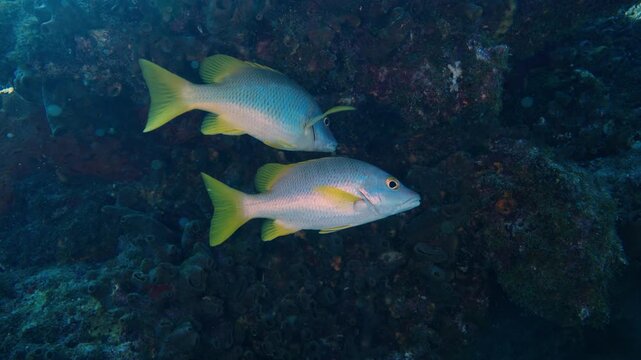 Two schoolmaster snapper fish in a coral reef wall in Florida Keys