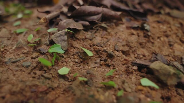 Leafcutter ants (Atta) carrying fresh green leaf fragments across a dirt path in the rainforest.