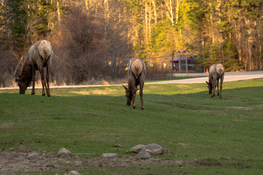 herd of elks in a field