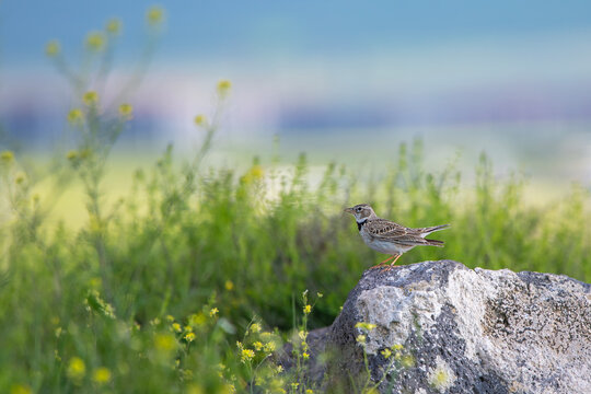  Boğmaklı toygar &raquo; &raquo; Calandra Lark