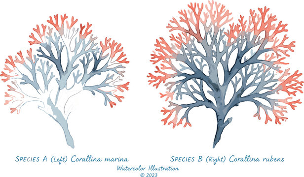 Scientific Watercolor Botanical Illustration of Corallina Marina and Corallina Rubens Seaweed Species for Marine Biology and Educational Research