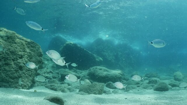 underwater fish scenery from mediterranean  sea breams ocean scenery underwater landscape seabreams  Diplodus sargus