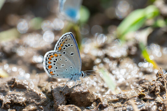 Lycaenidae / &Ccedil;okg&ouml;zl&uuml; Mavi / Common Blue / Polyommatus icarus