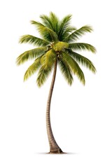 Obraz premium Tropical palm tree isolated white