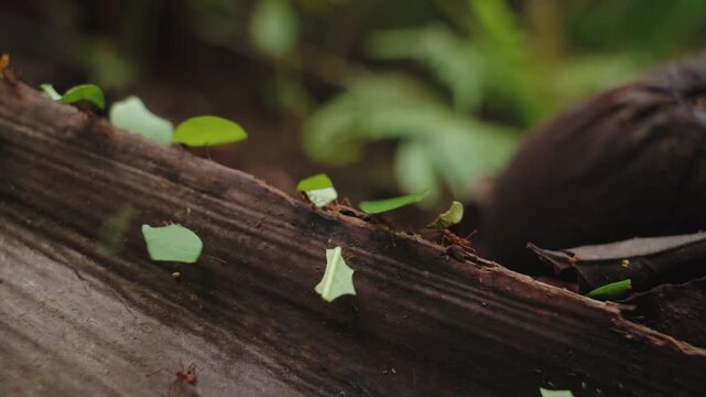 Leafcutter ants (Atta) marching in a line along a fallen tree branch, carrying leaf fragments in the rainforest.