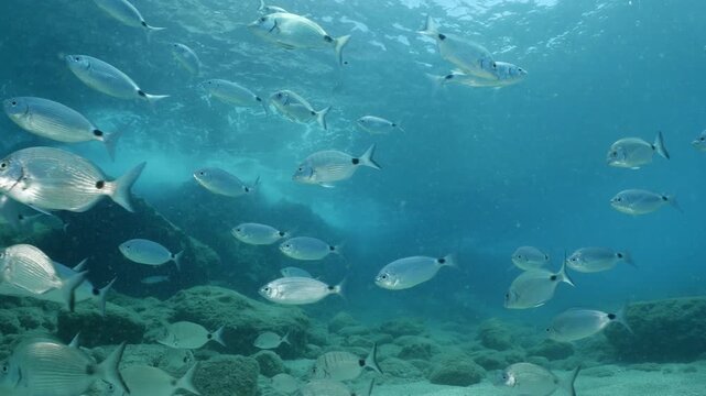 underwater fish scenery from mediterranean  sea breams ocean scenery underwater landscape seabreams  Diplodus sargus
