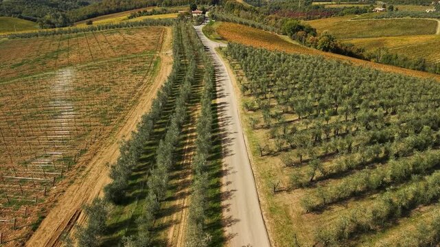 Chianti Tuscany Italy 4k drone footage of rural road between two cypress trees. Cinematic aerial fly through natural gates to golden vineyard fields and rolling hills. autumn tuscan landscape