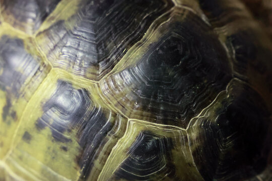 Macro texture of a patterned turtle shell carapace