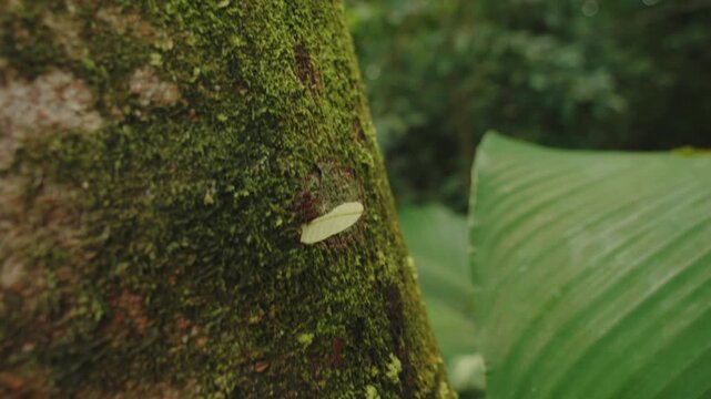 Close-up of a leafcutter ant carrying a leaf fragment up a mossy tree trunk in the rainforest.