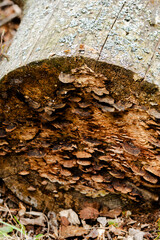 mushrooms growing at the end of a tree trunk © Victor
