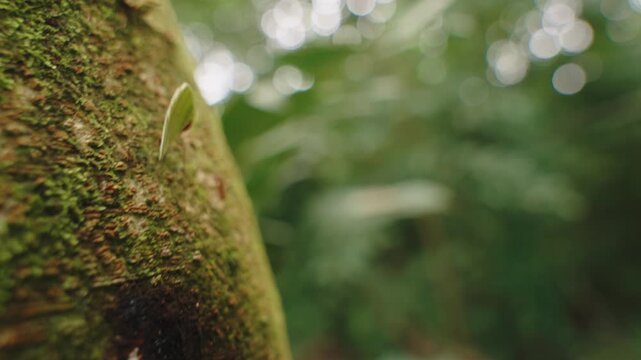 Macro close-up of a leafcutter ant carrying a leaf fragment up a mossy rainforest tree.