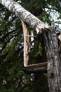 broken tree in the forest
