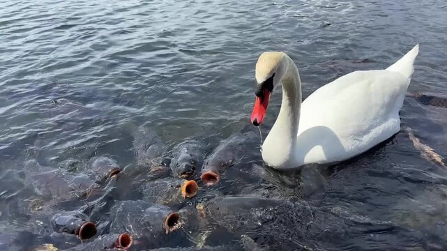 Swan and a feeding frenzy of carp fish on Lake Yamanakako