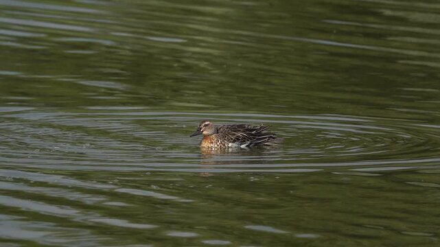 An adult garganey (Spatula querquedula) in winter plumage taking a bath.