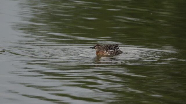 An adult garganey (Spatula querquedula) in winter plumage taking a bath and preening its feathers
