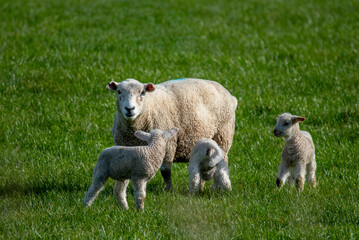 sheep and lambs © R