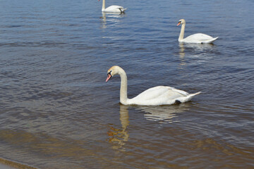 Obraz premium White Swan on the Lake. Mute Swan (Cygnus olor) gliding across the Lake at sunset. European bird wildlife. A beautiful swan swimming in a pond.A mute swan wading in a deep lake.
