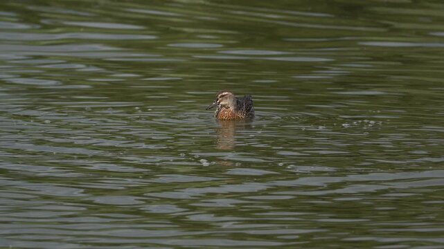 An adult garganey (Spatula querquedula) in winter plumage preening its feathers