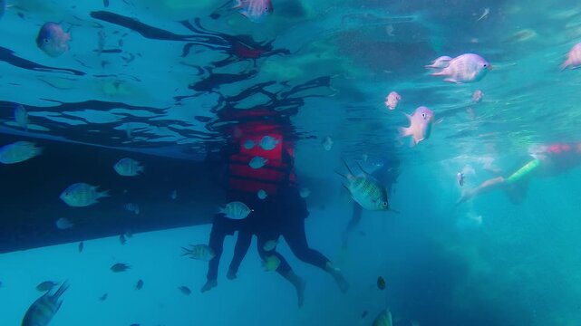 Snorkeling with Tropical Fish Underneath a Boat in Clear Blue Ocean Water