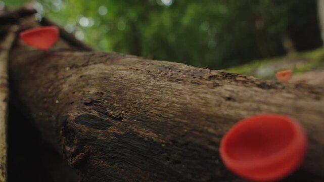Macro close-up of a vibrant orange cup fungus growing on a decaying fallen log in the rainforest.
