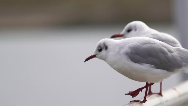  Adult black-headed gulls (Chroicocephalus ridibundus) in winter plumage standing on the railing of a jetty